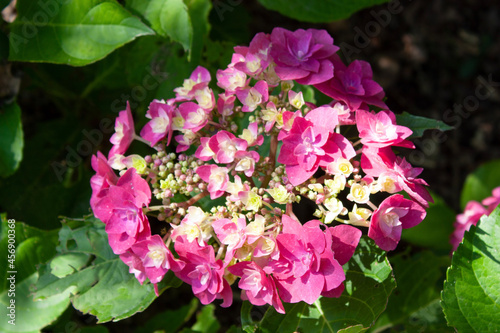 pink flowers