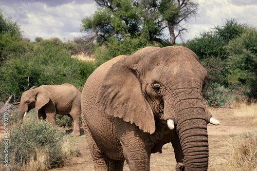 African elephants   walking through the lush grasslands of Etosha National Park  Namibia.