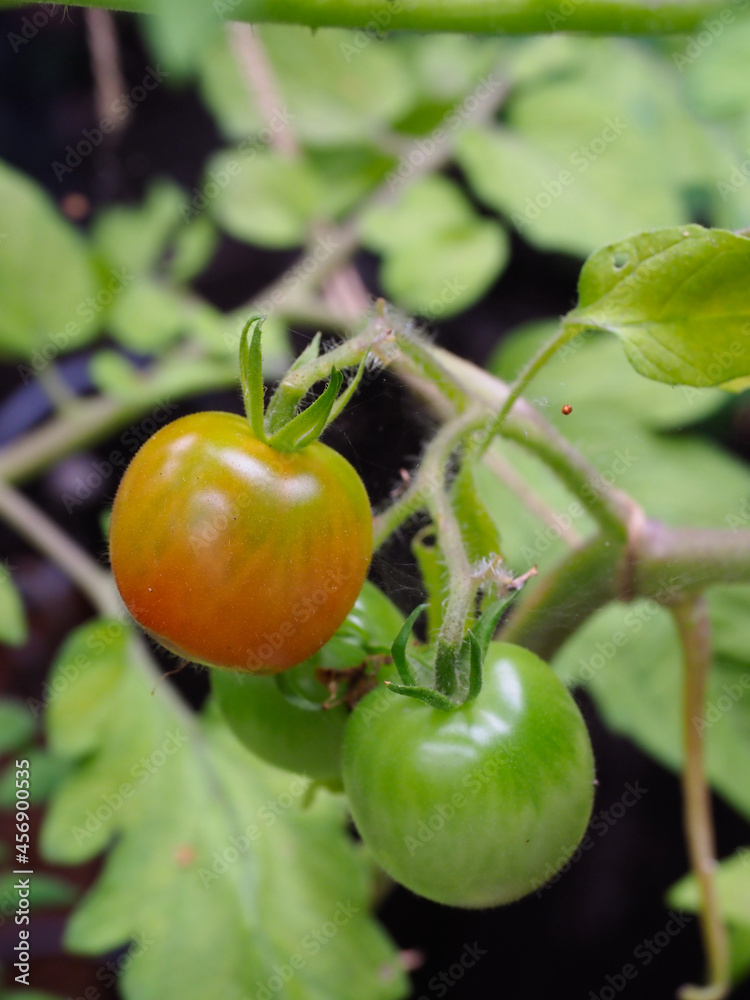 Close-up of some tomatoes growing two green and one ripening to red Close-up of some tomatoes growing two green and one ripening to red