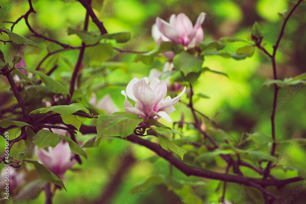 Magnolia spring flowers