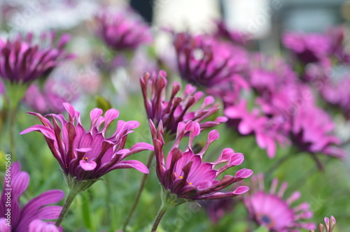 Macro photo of purple aster bushes on the sidewalk