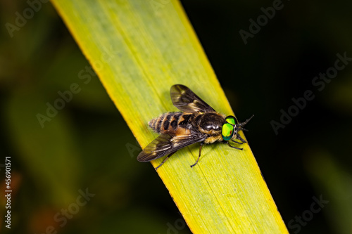 Horsefly, green eyes.