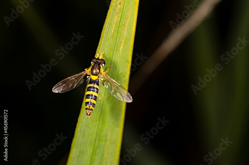 Hoverfly