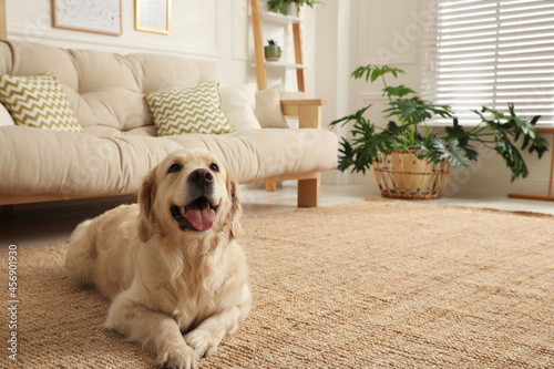 Adorable Golden Retriever dog in living room