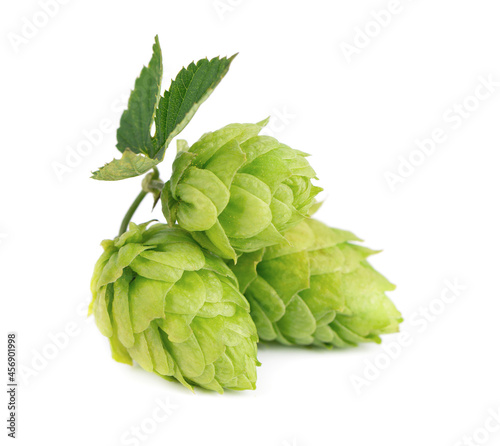 Fresh green hops branch, isolated on a white background. Hop cones with leaf. Organic Hop Flowers. Close up.