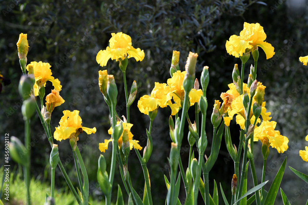 Obraz premium beautiful irises in bloom in a garden