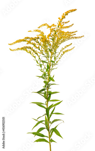 Obraz na płótnie Golden Solidago virgaurea flowers isolated on white background