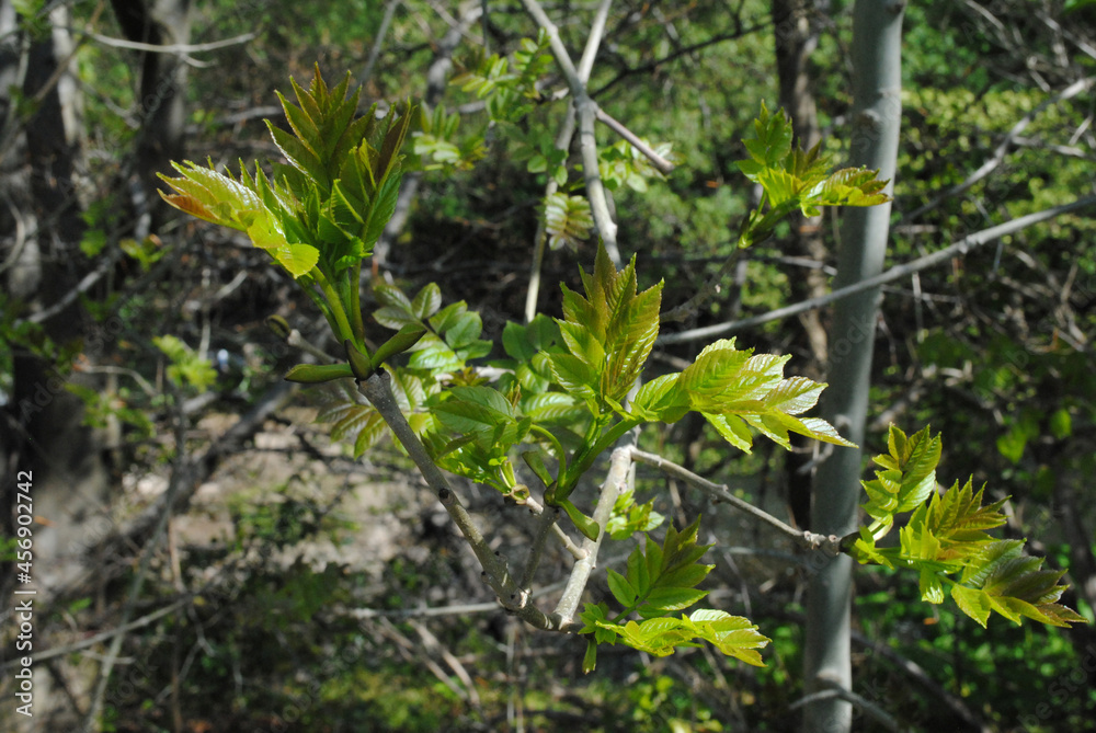 Obraz premium Close Up of New Growth Leaves on Tree Branch