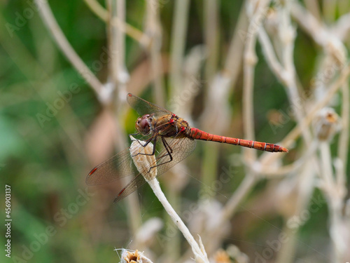 A large orange brown dragonfly resting on a flower stalk close-up © chris