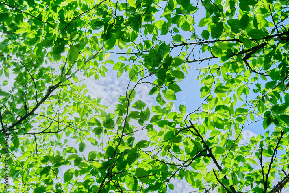 Obraz premium 木漏れ日