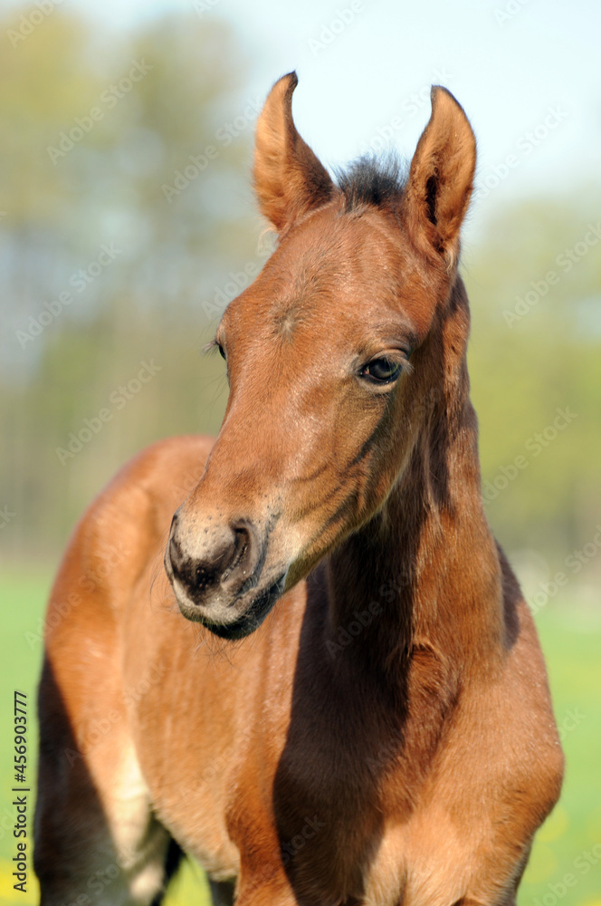 Fototapeta premium American Quarter Horse