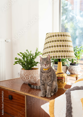 Cat with a mid-century modern ceramics lamp with train pattern - on a wooden table with plants in the background
