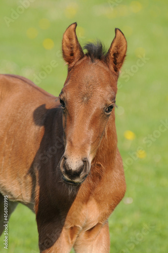 American Quarter Horse