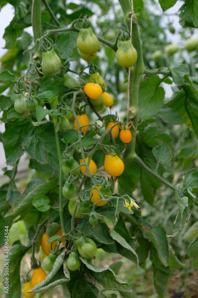 FU 2020-07-14 Ernte 352 An der Rispe wachsen grüne und gelbe Tomaten