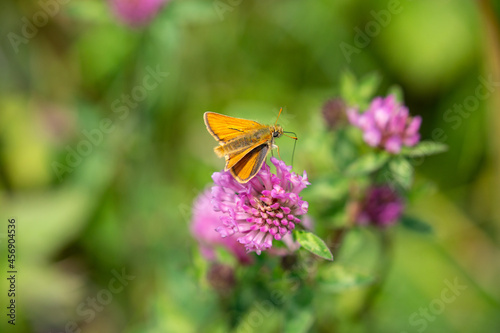 Skipper on flower.