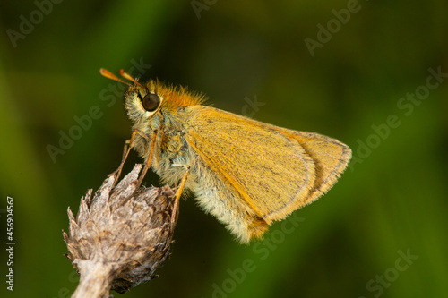 Skipper on plant.