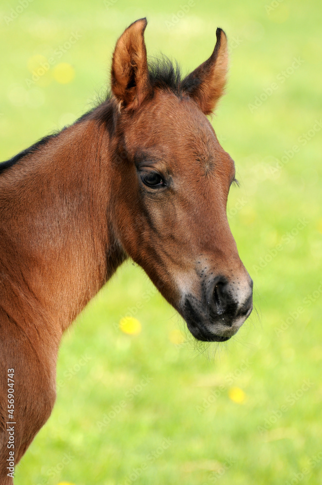 American Quarter Horse