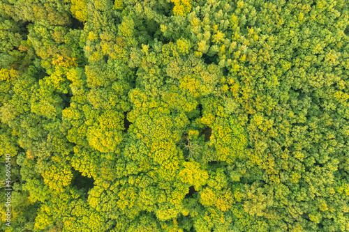 Forest top down from air