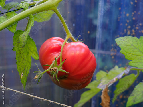 Obraz na plátně A large heritage beefsteak tomato shown in a semi ripe state