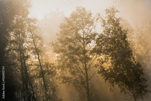 Sunlight hitting trees in a nature reserve on a misty morning