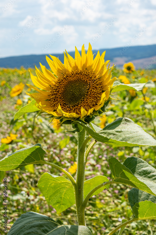Fototapeta premium sunflowers on the field in sunshine
