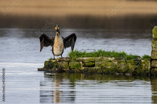 Cormorant, drying feathers.