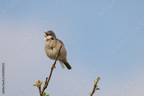 Whitethroat, singing.