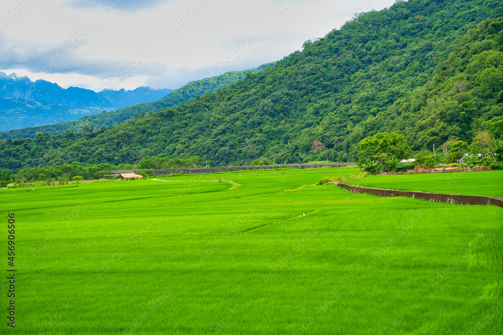 Green rice fields. Blue sky, white clouds, mountains are like idyllic paintings.