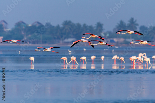 Beautiful pink Flamingos in flight