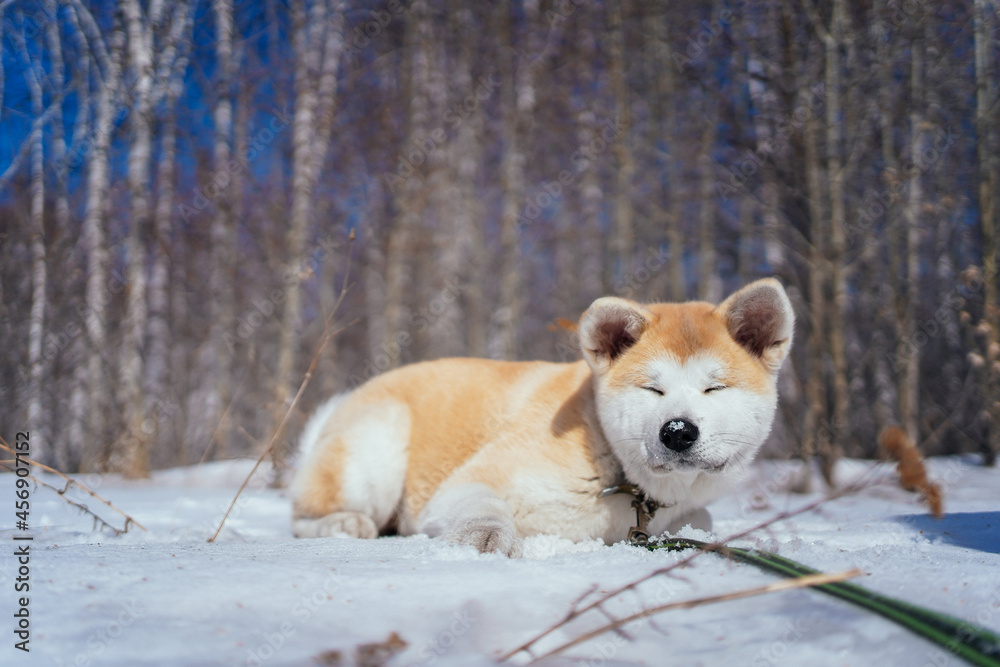 Cute shiba inu dog with green leash lies on snow with eyes closed in late fall forest