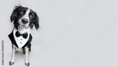 Photos Portrait elegant dog wearing a tuxedo costume
