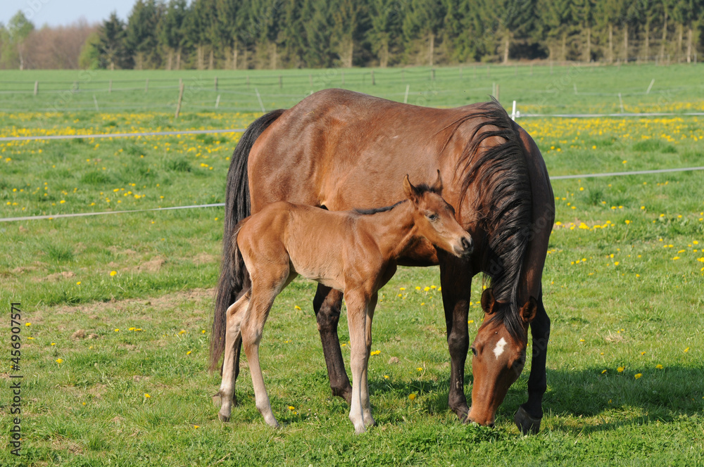 American Quarter Horse
