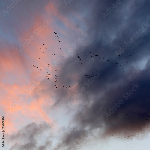 Autumn sunset with migratory birds. Scandinavia