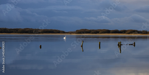 Swan on pool.