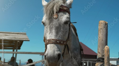 Slow Motion Gray horse sleeping while standing photo