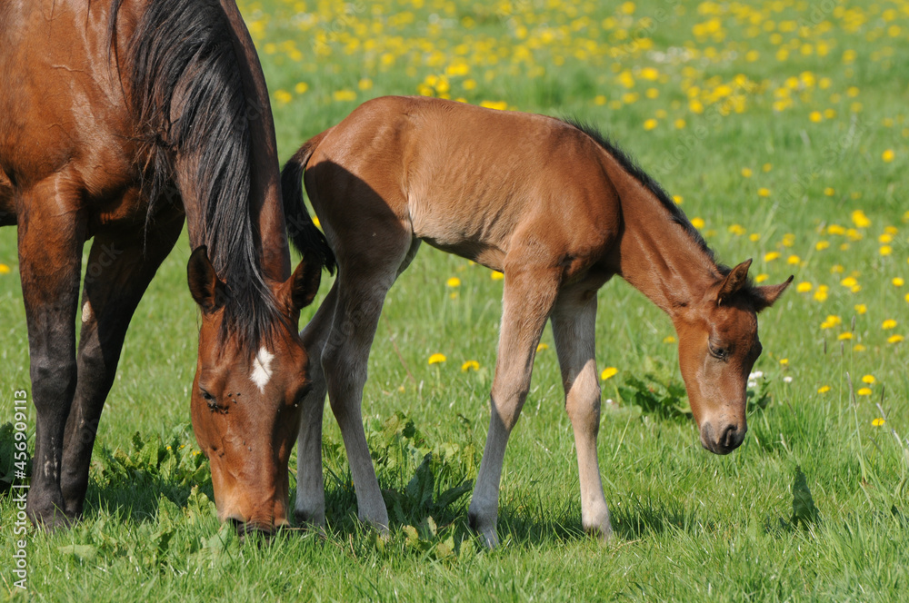 Fototapeta premium American Quarter Horse