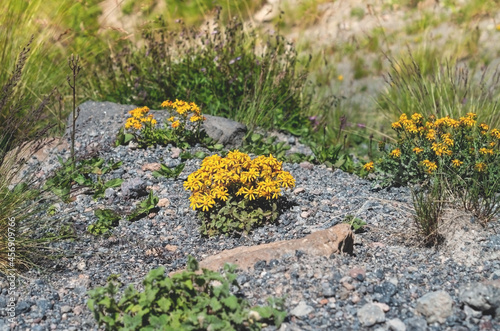 Ligularia dentata Desdemona is a wild perennial flower growing in the mountains.