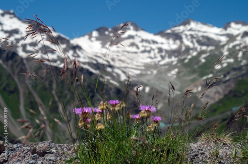 Blooming purple thistle on the background of mountains