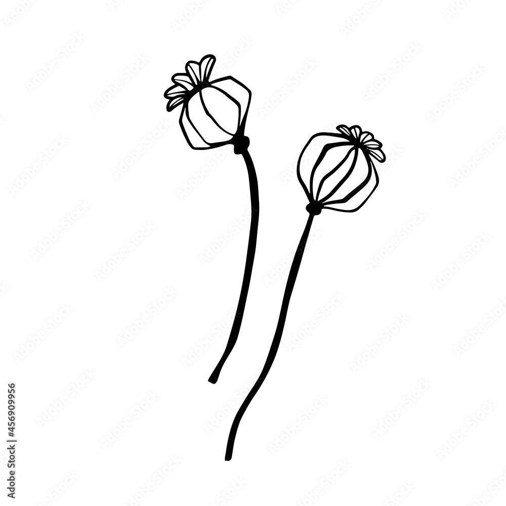 Obraz premium Papaver design. Poppy flower seed head line sketch. Hand drawn illustration. Line art. Tatoo art. Vector background on white.