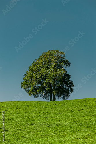 Baum auf einem Hügel mit Blauem Himmel