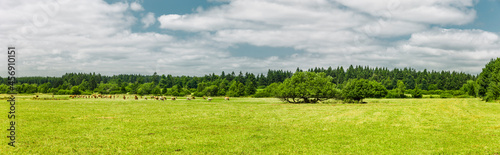 Landschaft mit Kühen in der Rhön