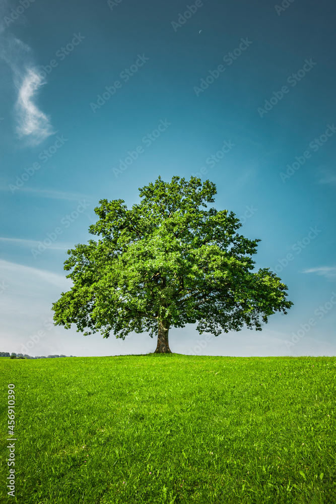 Fototapeta premium Grüner Baum auf einem Hügel