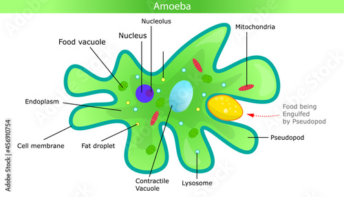 Diagram of amoeba with labeled parts