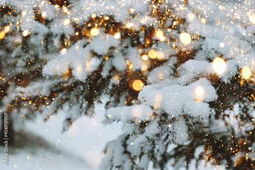 Christmas festive background. Fluffy spruce branches in snow winter landscape. Mock up for postcard copy space banner