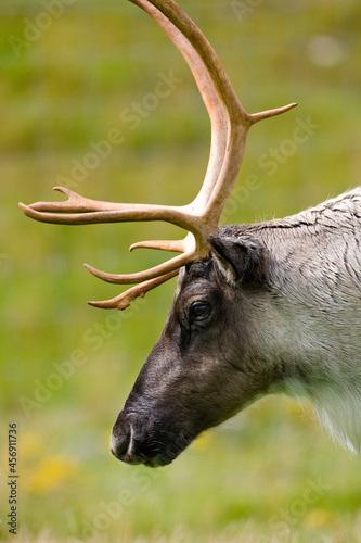 Tundra Reindeer - Caribou