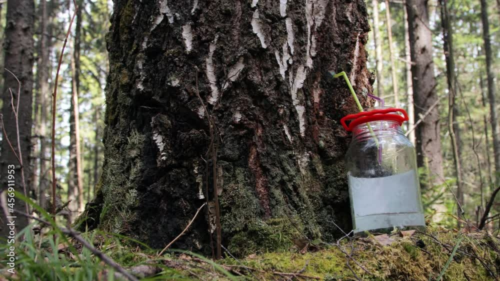 Collecting birch sap in the forest Collecting birch sap in the forest