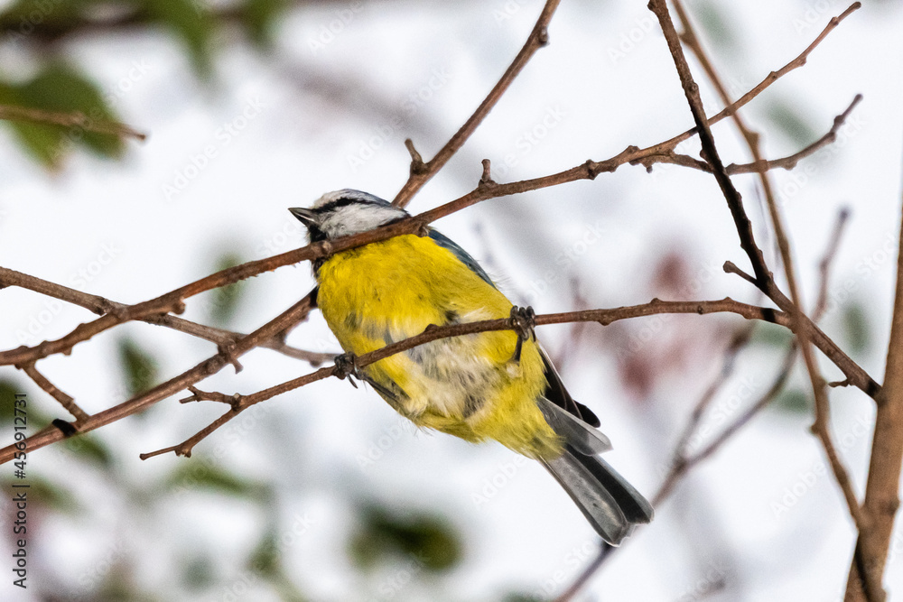 Fototapeta premium blue tit perched on a tree branch