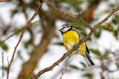 blue tit perched on a tree branch