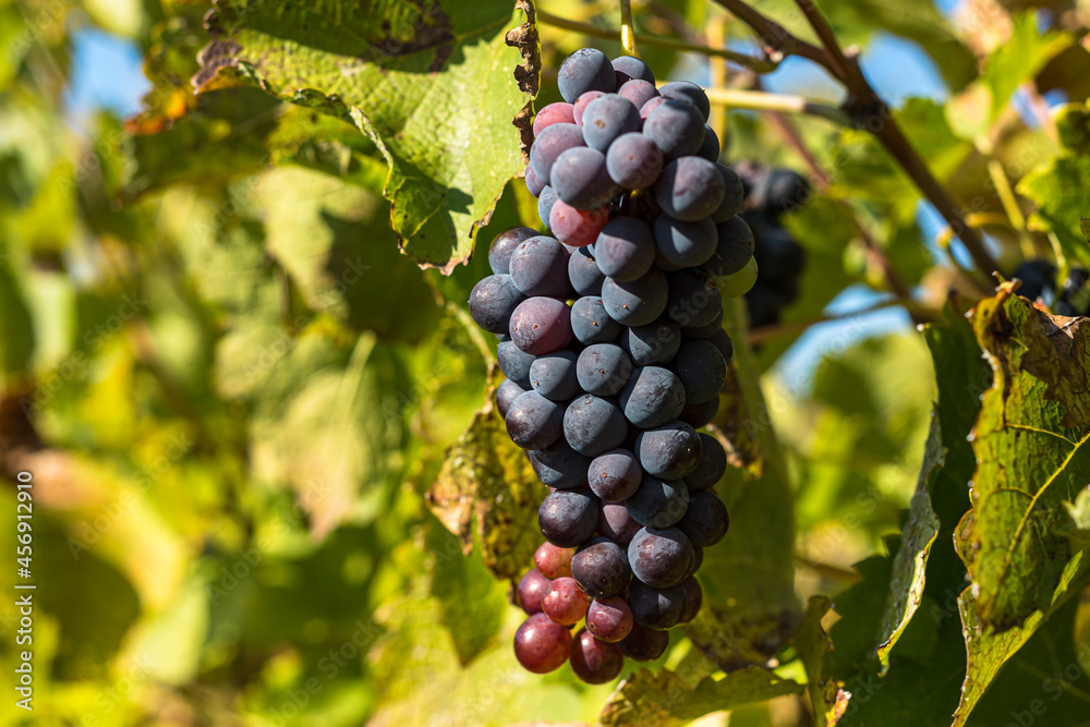 Mature red grape on a grapevine at french Rhone Valley wine during harvest season