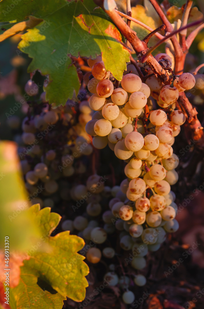 Fototapeta premium Grape vine ripe fruits